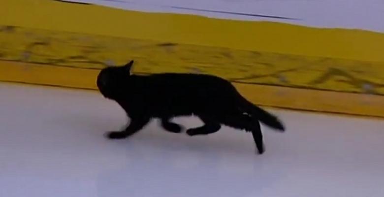 Black cat run across an NHL ice surface during warm ups.