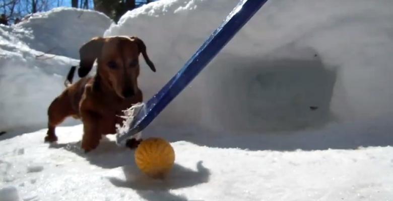 (VIDEO): Adorable Dachshund puppies attempt to play goalie!