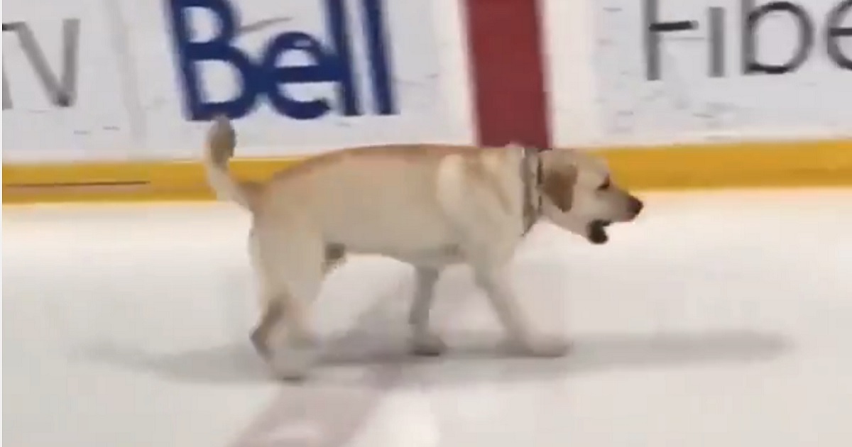 Dog makes his way onto the ice during NHL practice on Monday.